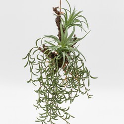 Plantas artificiales — Oh!MyFlor