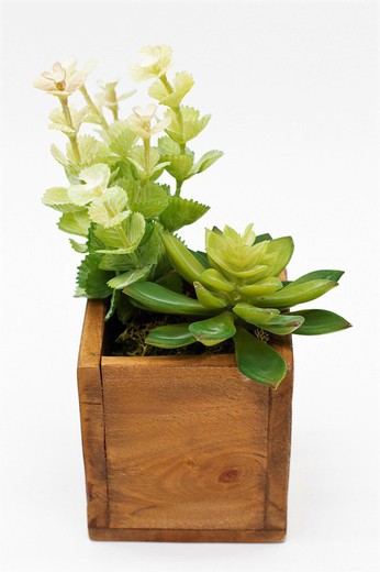 Caixa de madeira com cactos e plantas suculentas