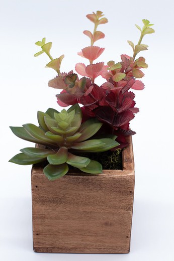 Caja de madera con cactus y plantas crasas