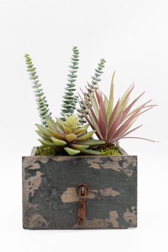 Cajón de madera con plantas crasas y cactus