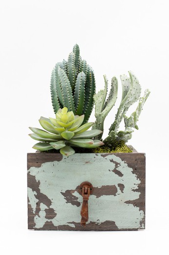 Cajón de madera con plantas crasas y cactus