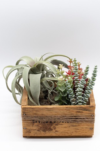 Composition de plantes succulentes et cactus sur un socle en bois naturel