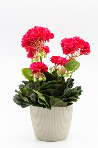 Pot décoratif avec plante de géranium de couleur Fuchsia