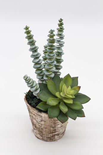 Boîte en bois naturel avec plantes succulentes et cactus — Oh!MyFlor