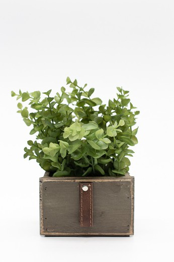 Macetero de madera tipo cajón con plantas de eucalipto
