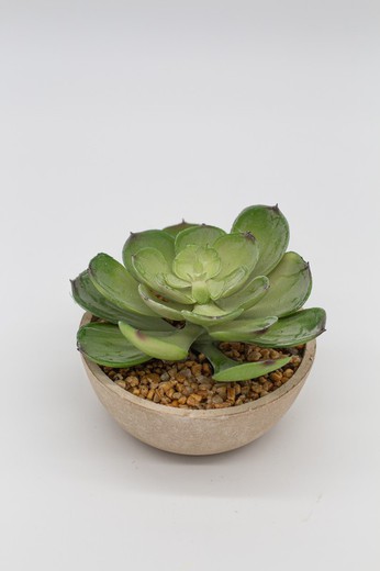 Mini jardinière ronde avec diverses plantes succulentes.