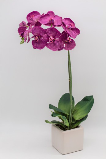 Orquídea morada