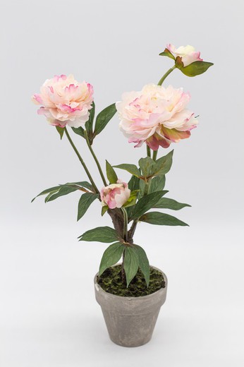 Pivoines roses sur plante