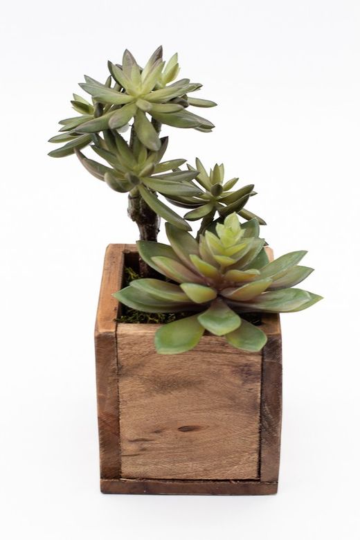 Caja de madera con cactus y plantas crasas