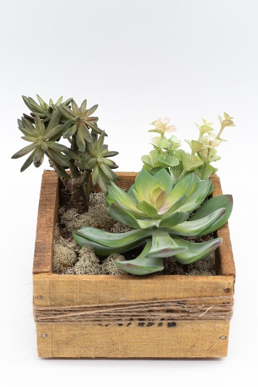 Caixa de madeira natural com plantas suculentas e cactos