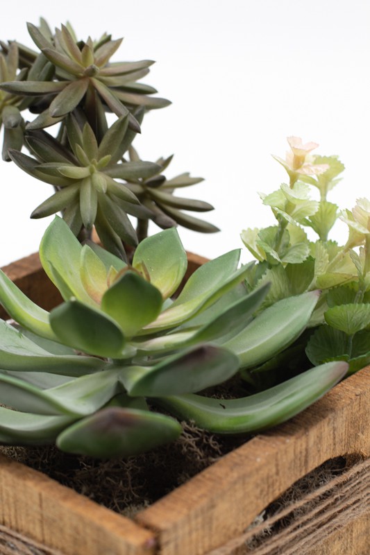 Boîte en bois naturel avec plantes succulentes et cactus — Oh!MyFlor