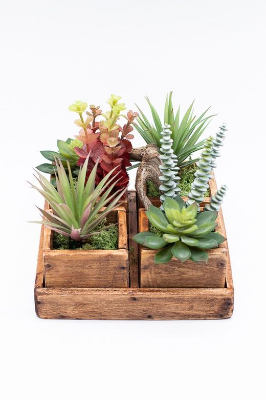 Composición de plantas crasas y cactus