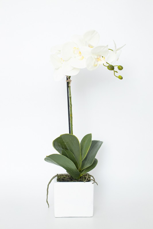 Flor de orquídea branca em vaso — Oh!MyFlor