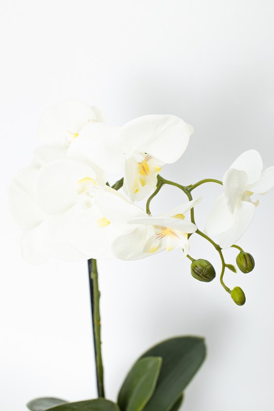 Flor de orquídea blanca en maceta — Oh!MyFlor