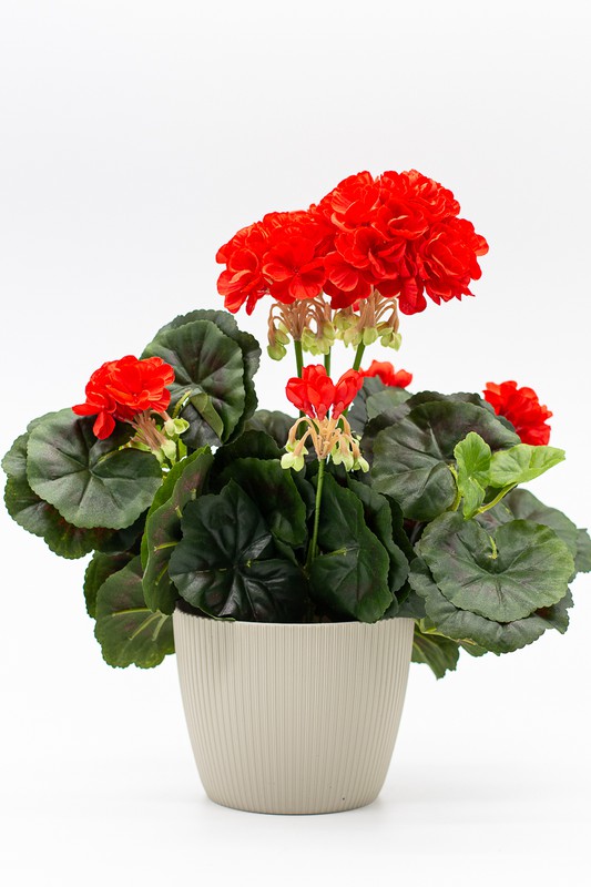 Maceta decorativa con planta de geranio en color Rojo — Oh!MyFlor
