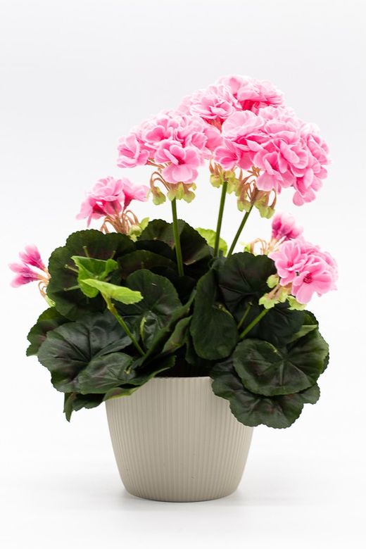 Maceta decorativa con planta de geranio en color Rosa