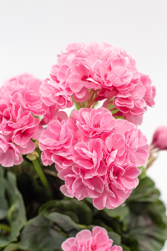 Maceta decorativa con planta de geranio en color Rosa — Oh!MyFlor
