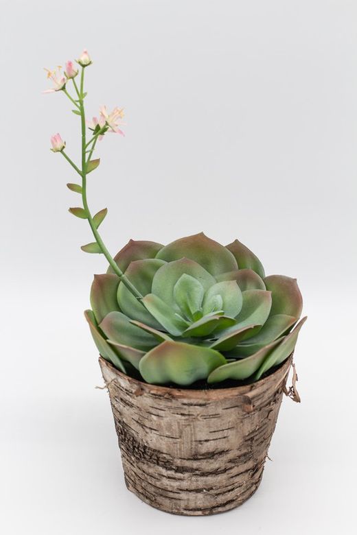 Jardinière en écorce avec plantes succulentes.