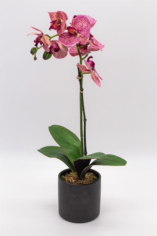 Orquídea lila matizada — Oh!MyFlor