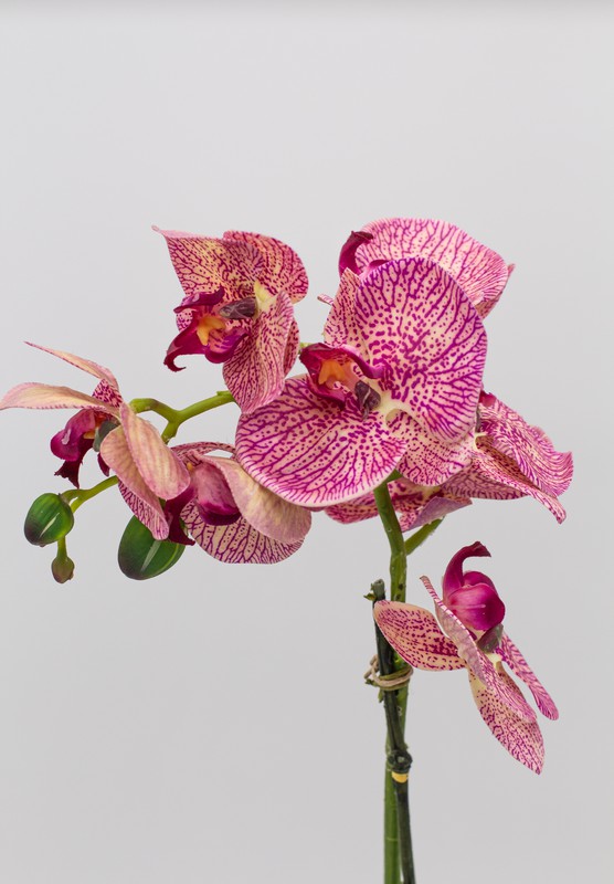 Orquídea lila matizada — Oh!MyFlor
