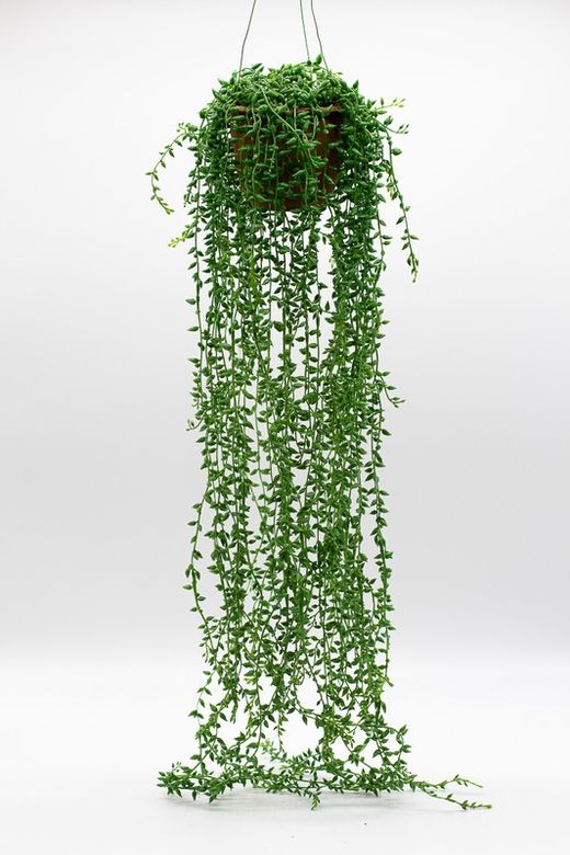 Planta da Senecio suspensa