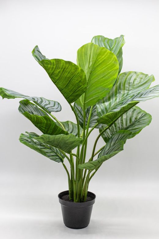 Plante Calathea 60 cm
