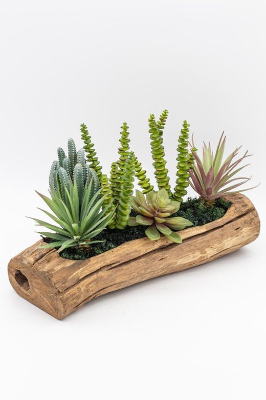 Tronco rustico con plantas crasas y cactus